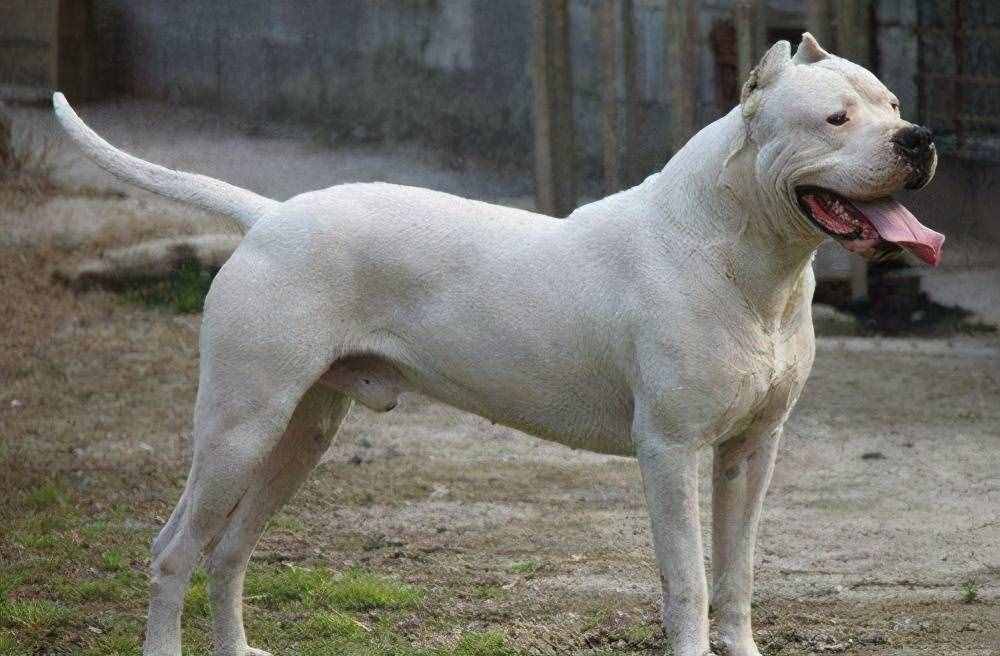 世界上最凶悍的狗阿根廷獒犬