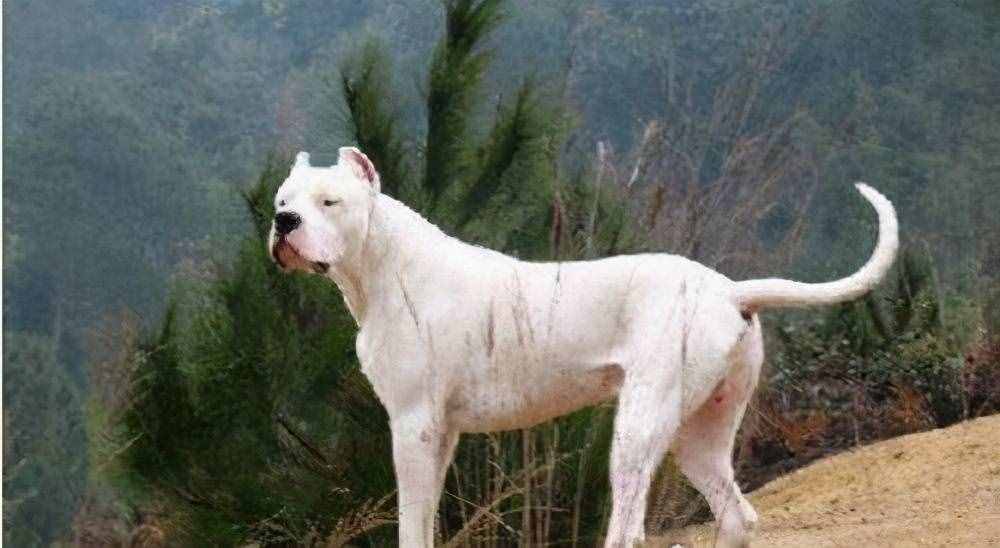世界上最凶悍的狗阿根廷獒犬