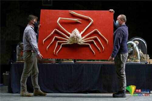 一只罕见巨型日本蜘蛛蟹将被拍卖