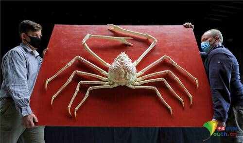 一只罕见巨型日本蜘蛛蟹将被拍卖