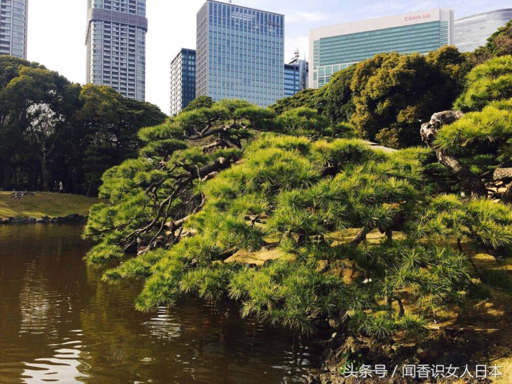 东京滨离宫恩赐庭园，一座在都市中遗世独立的庭园