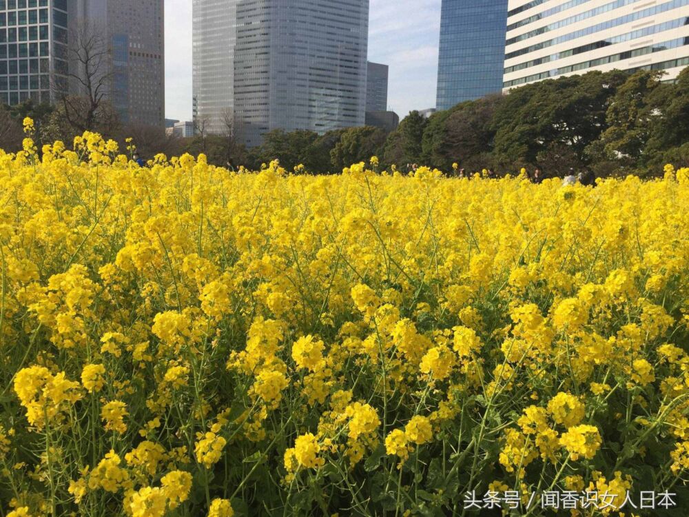 东京滨离宫恩赐庭园，一座在都市中遗世独立的庭园