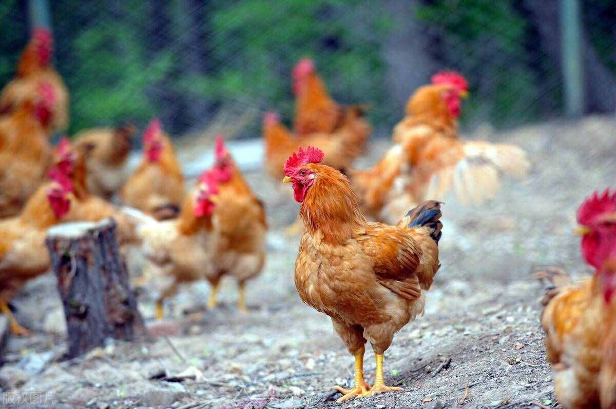 发酵床养鸡的注意事项