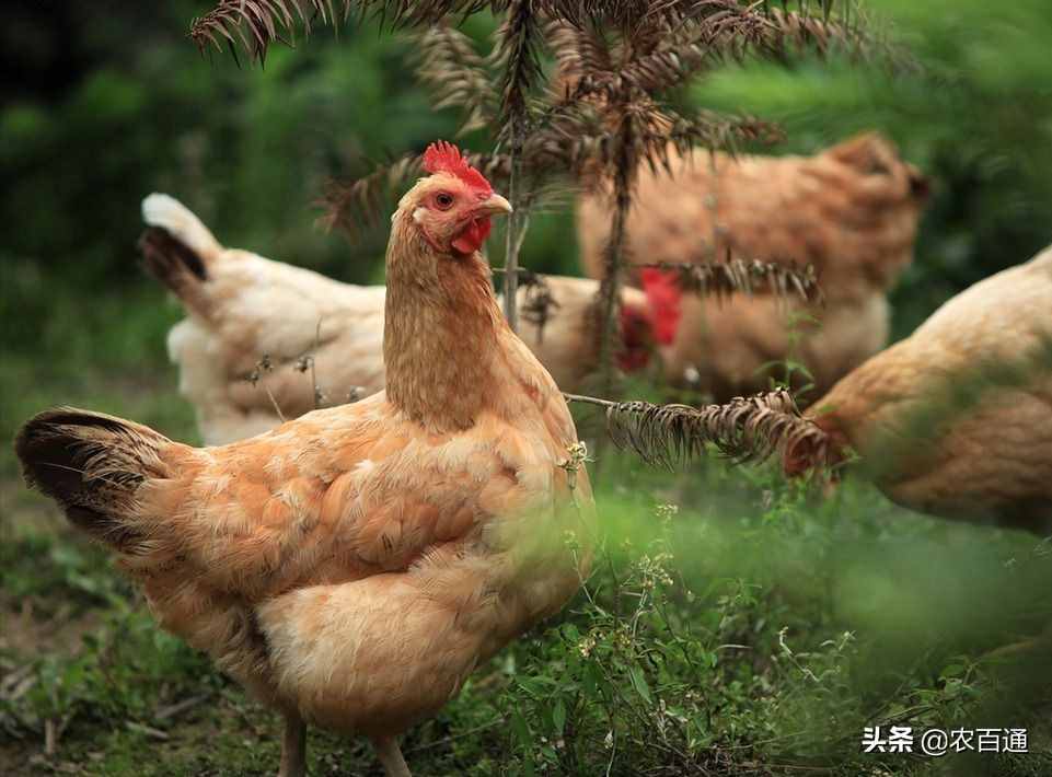 生态放养鸡如何调教？
