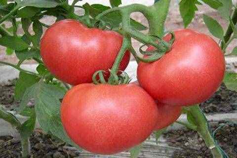 西红柿种子大全 从中选择什么样的品种比较好