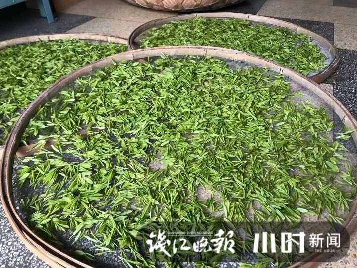 在杭州，喝一杯明前西湖龙井要多少钱？