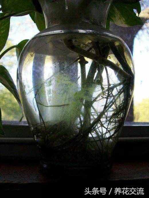 如何玻璃瓶养好水培的绿萝，长了绿藻之后要怎么解决