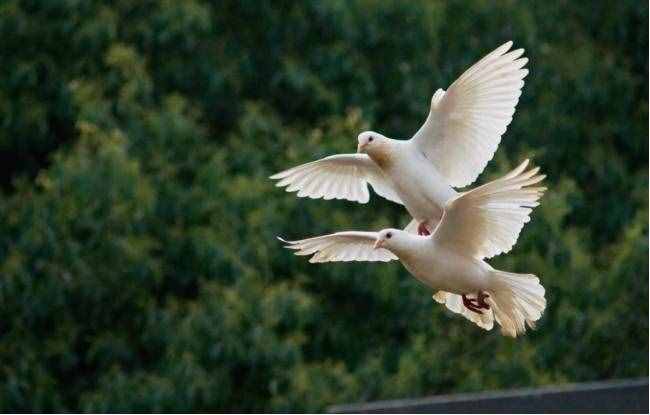 鸽子为什么是和平的象征？“放鸽子”一词又是怎么来的？