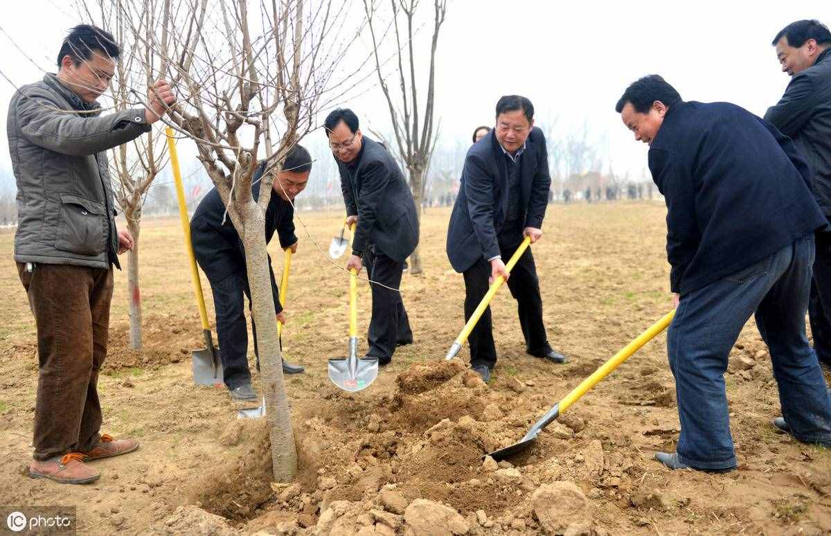 植树节我们为什么要种树？