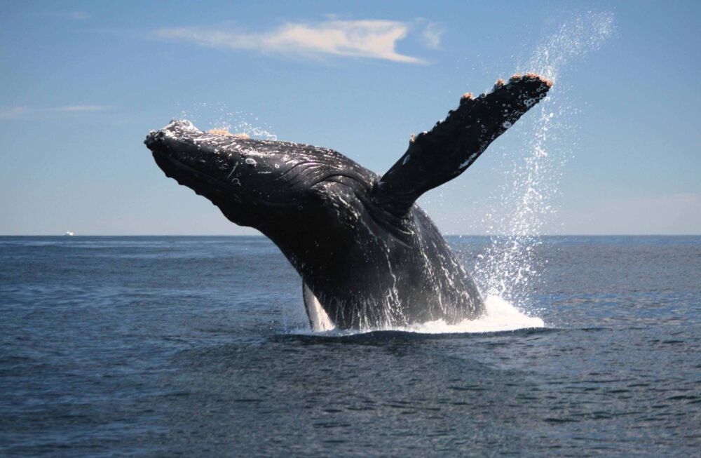 用肺呼吸的鲸非常聪明，为何还会搁浅？而且搁浅后很容易死去呢？
