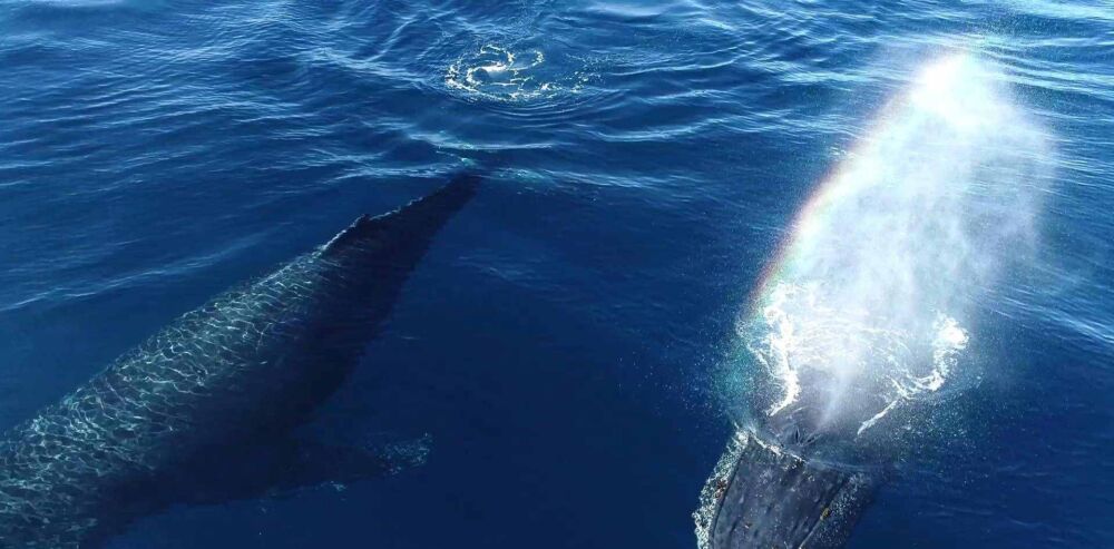 用肺呼吸的鲸非常聪明，为何还会搁浅？而且搁浅后很容易死去呢？