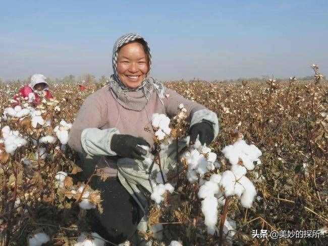 人民币的原料是新疆棉花？从白纸到钞票，10斤棉花就能变一车钱