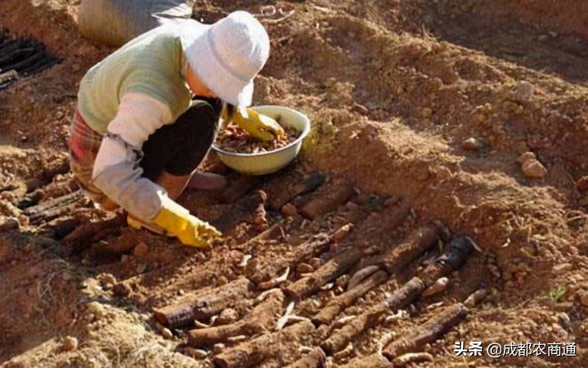 天麻种植如何？