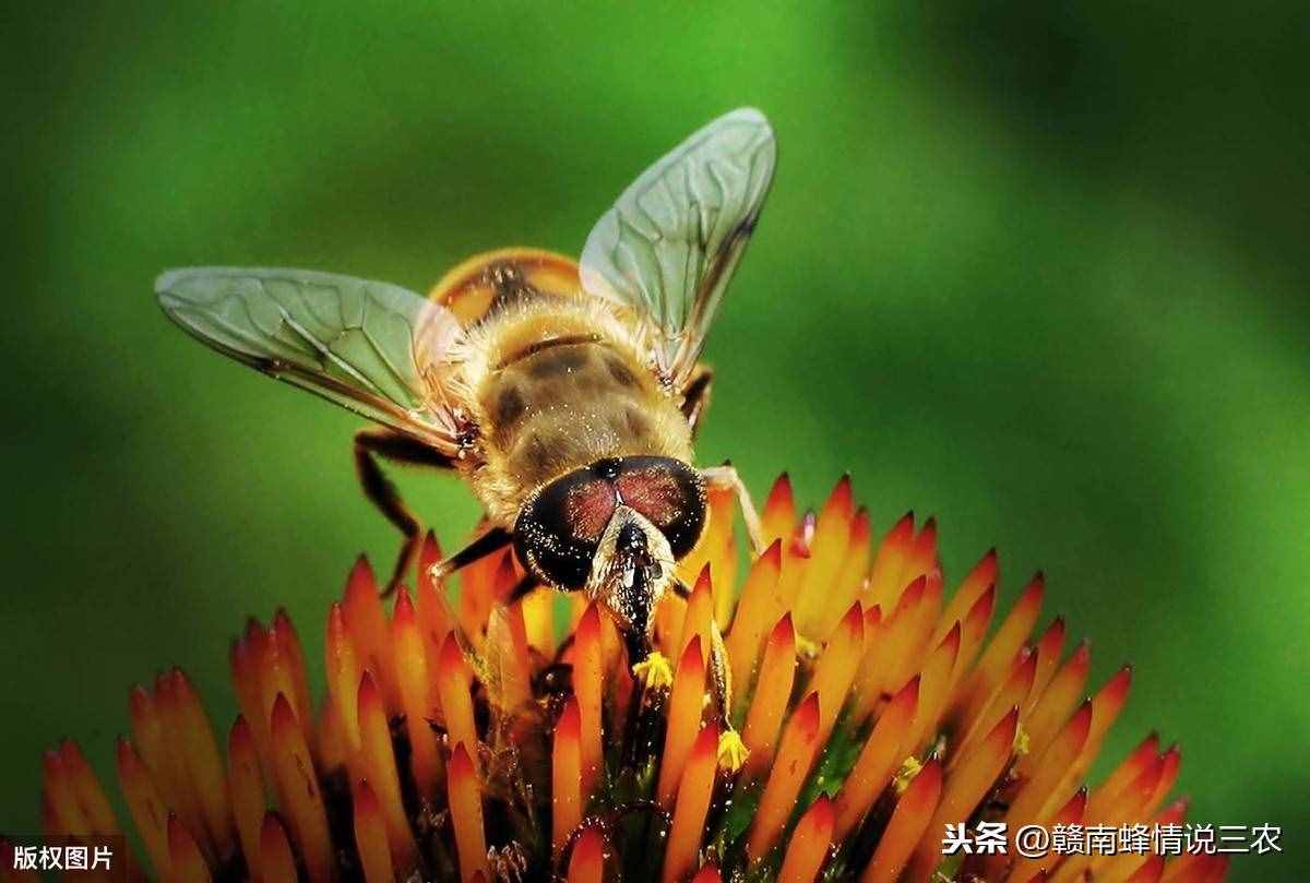 养蜂人一定要了解蜜蜂的特点，学会这几点，让你轻松养蜂