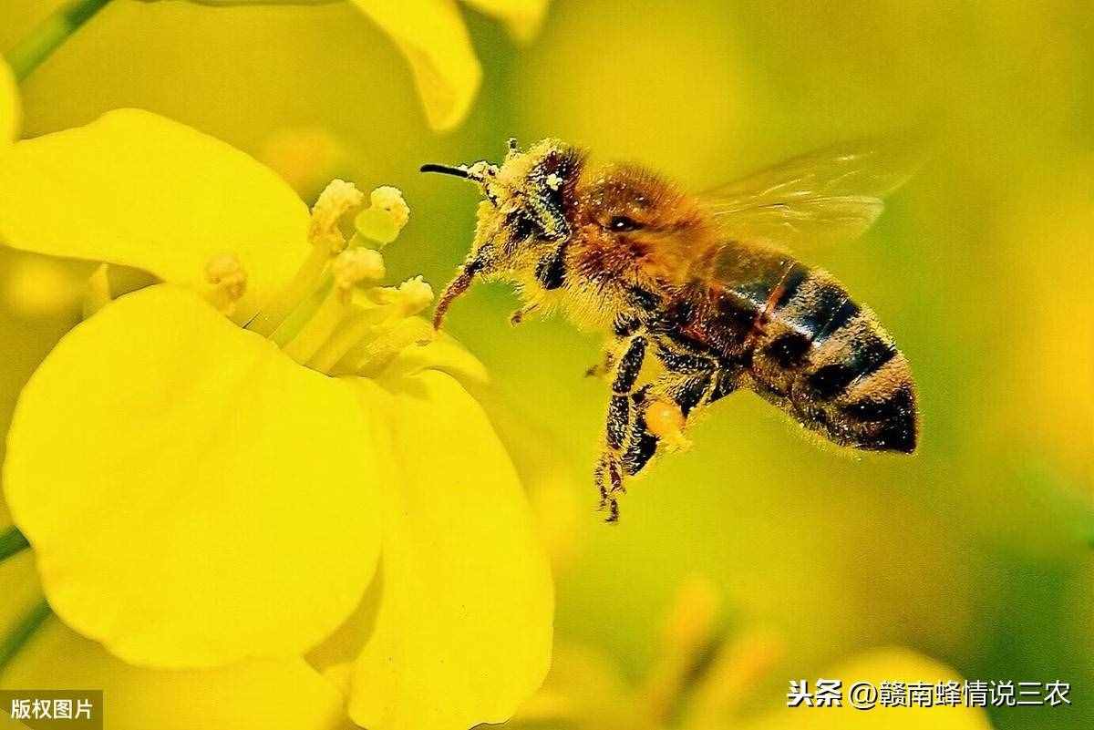 养蜂人一定要了解蜜蜂的特点，学会这几点，让你轻松养蜂