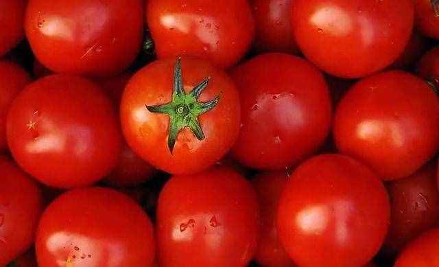 梳理西红柿发展史，为何人类早期"不敢"吃番茄