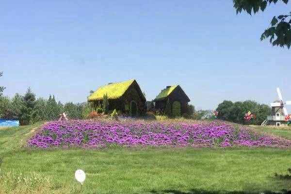 北京现在去哪里看花海？京郊这几片花海惊艳！现在去刚刚好！