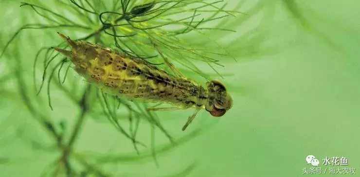 水花（鱼苗）育苗池塘中常见的有害生物,它们会吃光你的鱼苗
