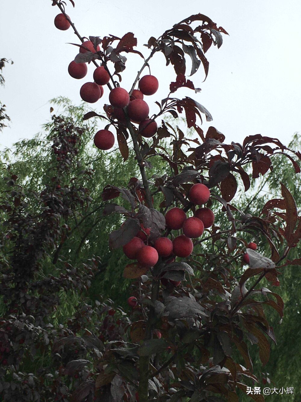 红叶树的果实红叶李子能不能吃