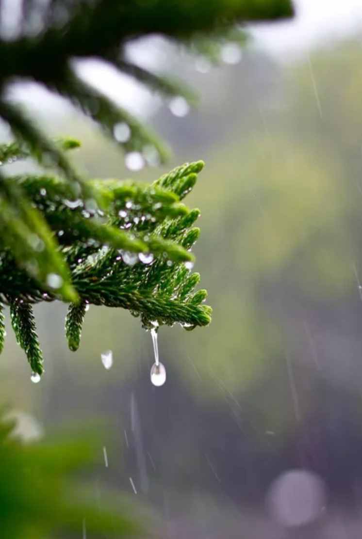 「诗词鉴赏」12首有关小雨的诗词，让小雨驱散夏日的炎热