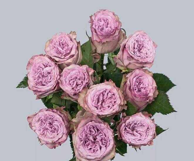 紫色玫瑰花都有哪些品种 花语是什么 （识花）