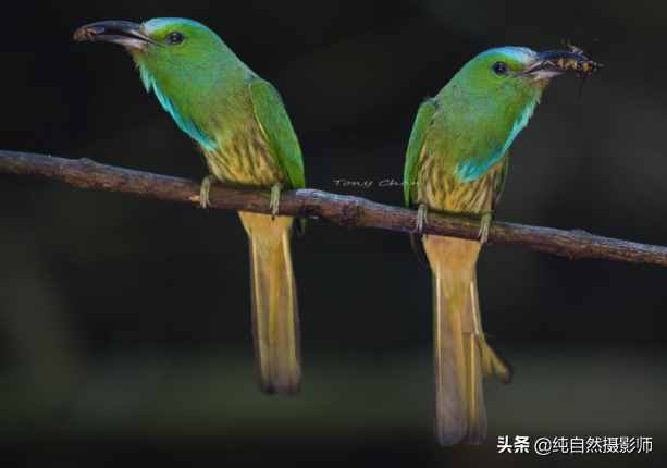 蓝须夜蜂虎百科知识，中国蜂虎科之一