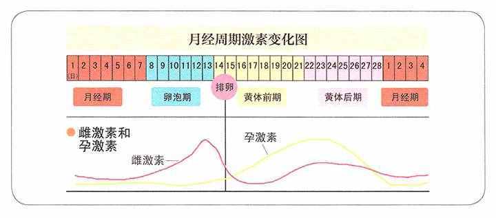 什么是更年期？女性为什么会经历更年期？