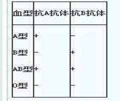 人类ABO血型鉴定