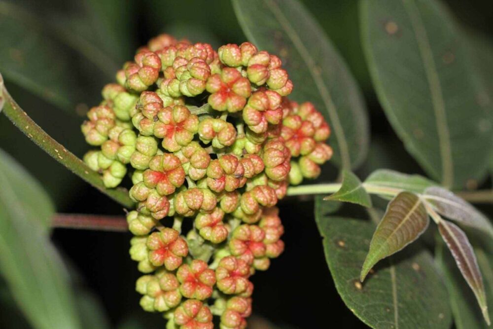 吴茱萸、山茱萸，究竟谁是辟邪翁?