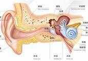 耳朵的结构你了解多少
