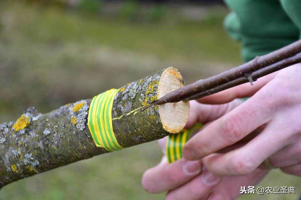 生物的无性生殖｜扦插、压条、嫁接等生殖方式