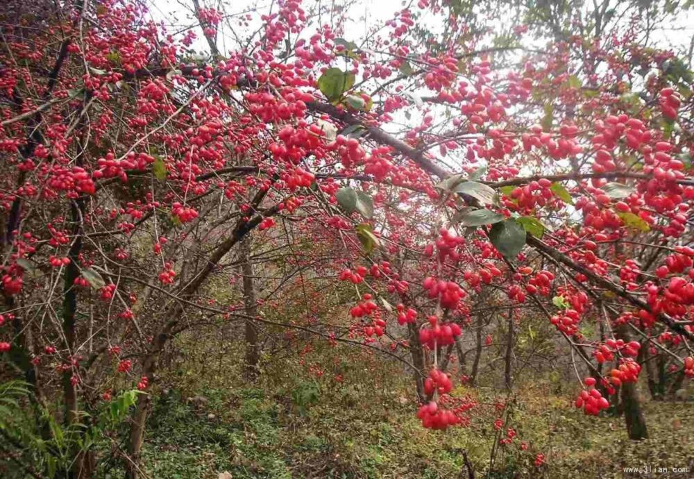 吴茱萸、山茱萸，究竟谁是辟邪翁?