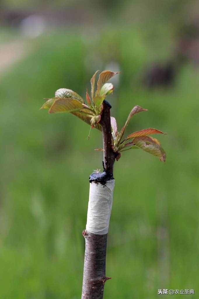 生物的无性生殖｜扦插、压条、嫁接等生殖方式