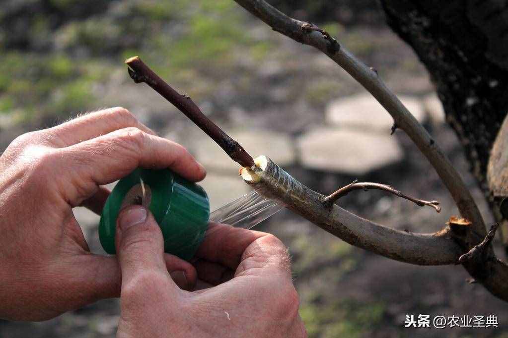 生物的无性生殖｜扦插、压条、嫁接等生殖方式