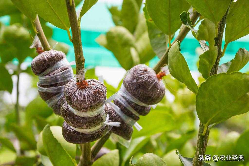 生物的无性生殖｜扦插、压条、嫁接等生殖方式