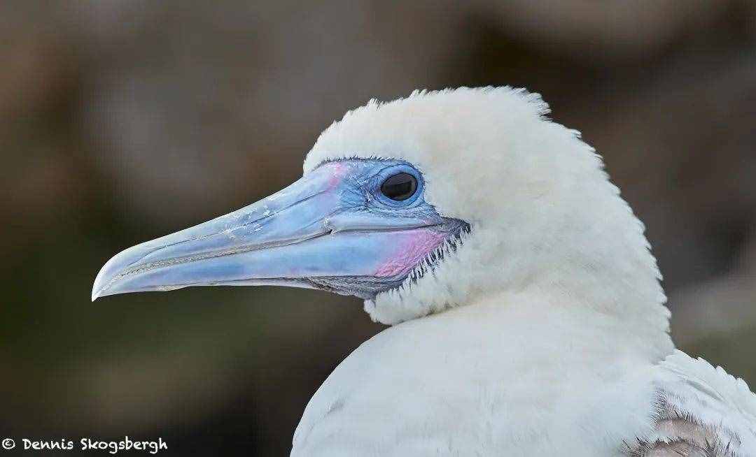 自然 | 红脚鲣鸟：西沙群岛的“掌上明珠”