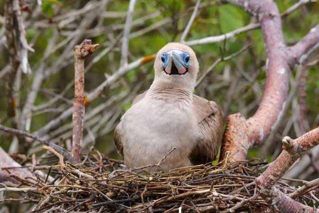 自然 | 红脚鲣鸟：西沙群岛的“掌上明珠”