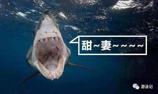 科普：鲨鱼不游泳会淹死