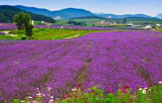 薰衣草什么时候开花，去哪里观赏？