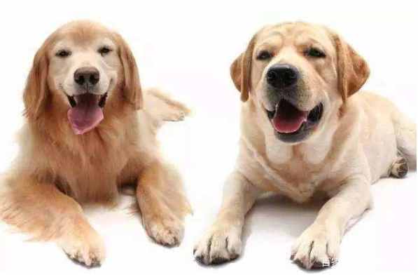 区分拉布拉多犬和金毛，只需要看这5个地方，你学会了吗？