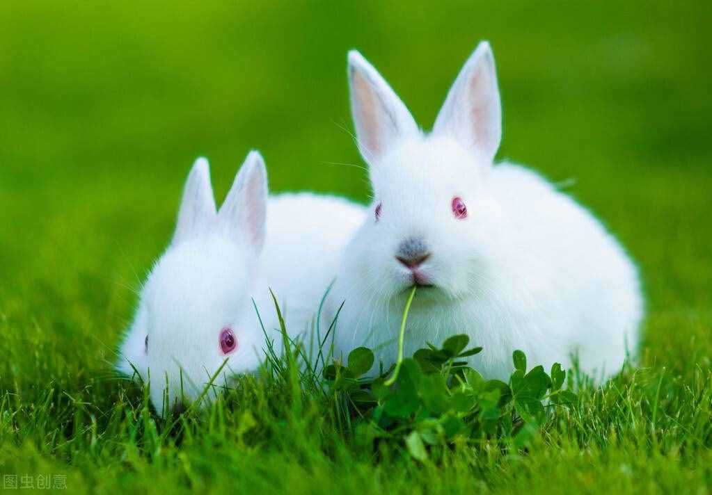 为什么兔子不吃窝边草