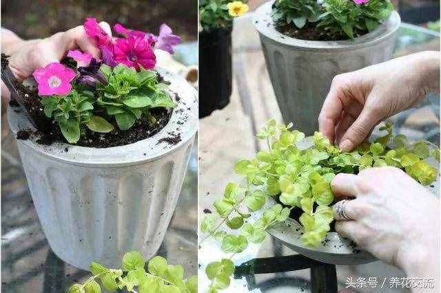 用塑料盆制作的混凝土花盆，用来养花不要太好看了