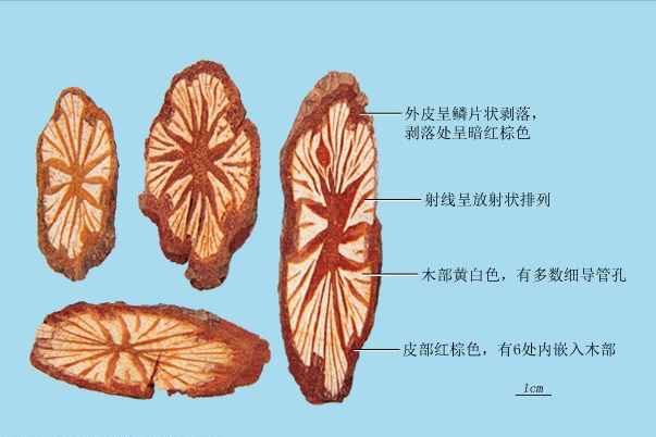 每日学中药——大血藤