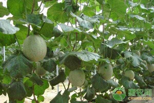 大棚哈密瓜的种植技术及管理要点