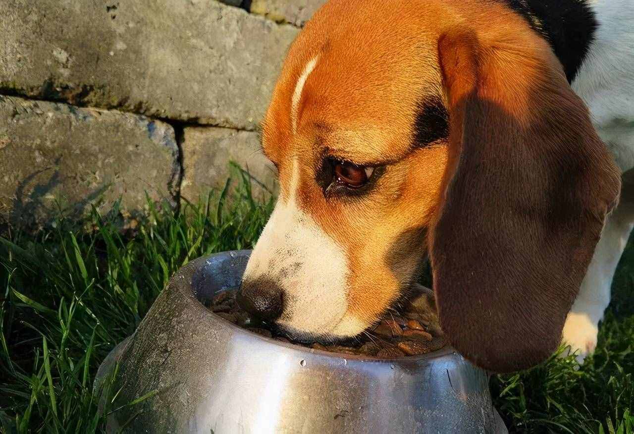 狗狗吃自己的便便是怎么回事？