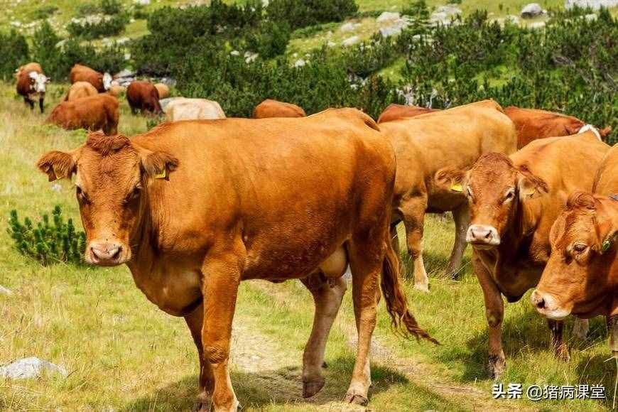 牛常见寄生虫病及防控措施