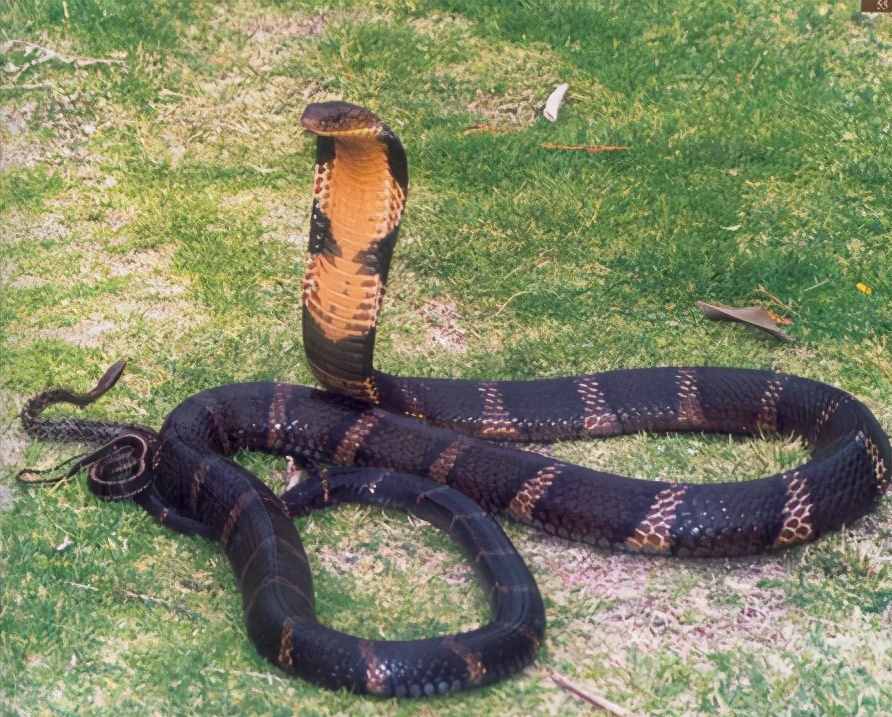 盘点中国伤人最多的十大毒蛇，最危险，伤人最多的毒蛇是哪些？