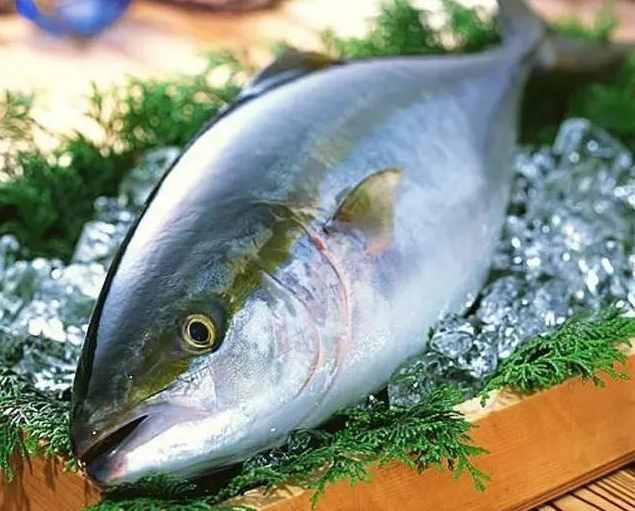 盘点全世界最贵的几种鱼类