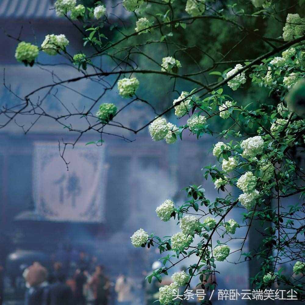 佛家四大爱情故事：珠儿与芝草