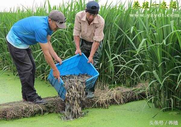 男性吃什么补肾最好？